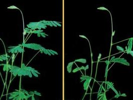 Mimosa Solar Panel mimosa_plant.jpg