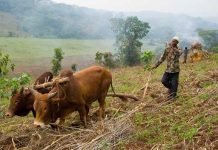 ethiopia_tesfaye_farmjs.jpg